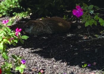 Groundhog Finds Shadow and Stardom on Campus