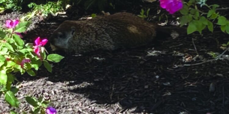 Groundhog Finds Shadow and Stardom on Campus