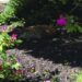 Groundhog Finds Shadow and Stardom on Campus
