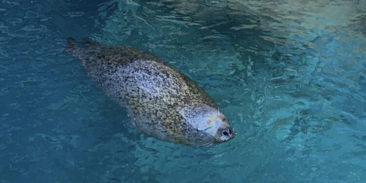 Up Close Look at Marine Biology