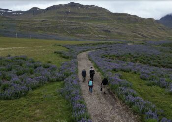 Iceland becomes the classroom 