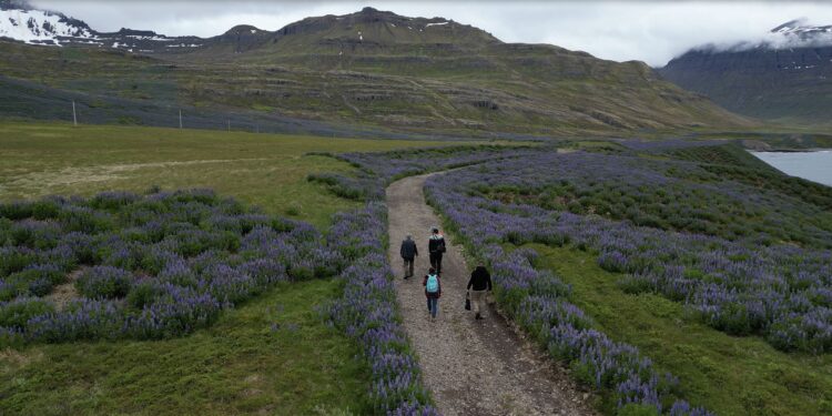 Iceland becomes the classroom 
